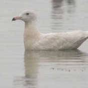 Glaucous Gull